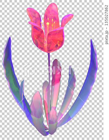 チューリップ 135027862