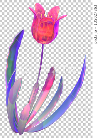 チューリップ 135027863