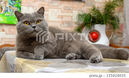 british shorthair grey cat lying on a table and looking at the camera 135028035