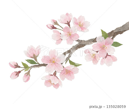 和紙で表現された桜の花と枝の切り絵風イラスト 135028059