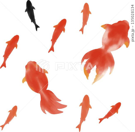 金魚のイラストセット。水彩の赤い金魚が泳ぐ和風の夏素材 金魚のイラストセット。水彩の赤い金魚が泳ぐ和風の夏素材 135028134