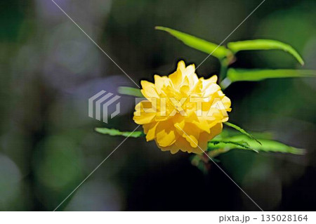 家の周りの草花 四季の色々 里山に黄色の小さなヤマブキの美しい花が咲きました 家の周りの草花 四季の色々 里山に黄色の小さなヤマブキの美しい花が咲きました 135028164
