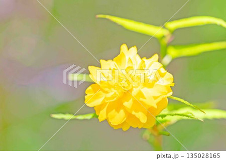 家の周りの草花 四季の色々 里山に黄色の小さなヤマブキの美しい花が咲きました 家の周りの草花 四季の色々 里山に黄色の小さなヤマブキの美しい花が咲きました 135028165