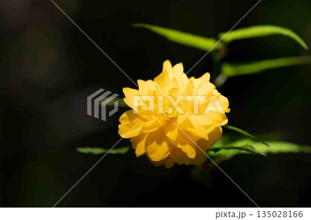 家の周りの草花 四季の色々 里山に黄色の小さなヤマブキの美しい花が咲きました 家の周りの草花 四季の色々 里山に黄色の小さなヤマブキの美しい花が咲きました 135028166