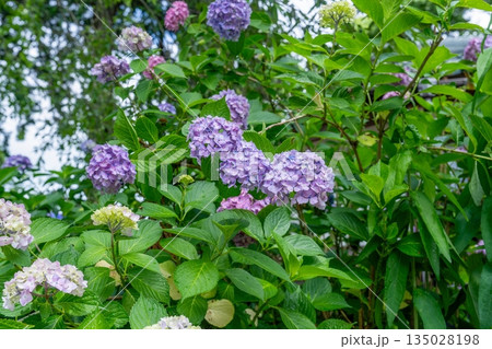 梅雨の季節を彩る満開の紫陽花（アジサイ）の風景 135028198