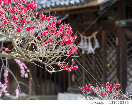道明寺天満宮に咲く梅の花 135028386