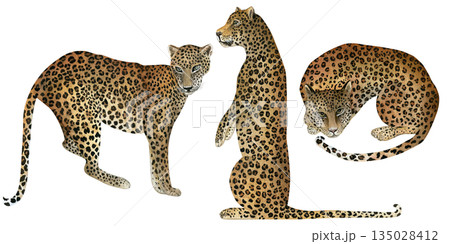 Leopards in different angles. Hand-drawn watercolor illustrations isolated on a transparent background. Watercolor set for design textile, wallpapers, prints and banners. 135028412