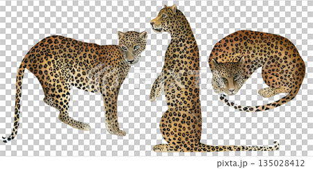 Leopards in different angles. Hand-drawn watercolor illustrations isolated on a transparent background. Watercolor set for design textile, wallpapers, prints and banners. 135028412