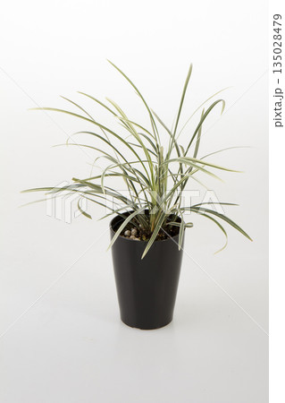 ミスカンサスバエリガータ 135028479