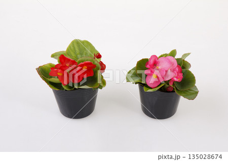 ベコニアの花苗 ベコニアの花苗 135028674