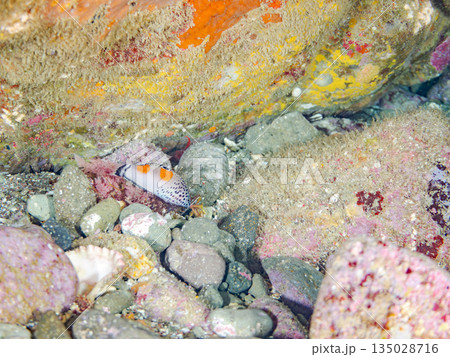 カンムリベラ幼魚他。ヒリゾ浜南伊豆町中木 静岡県伊豆半島-202 日本有数のシュノーケリングスポット カンムリベラ幼魚他。ヒリゾ浜南伊豆町中木 静岡県伊豆半島-202 日本有数のシュノーケリングスポット 135028716