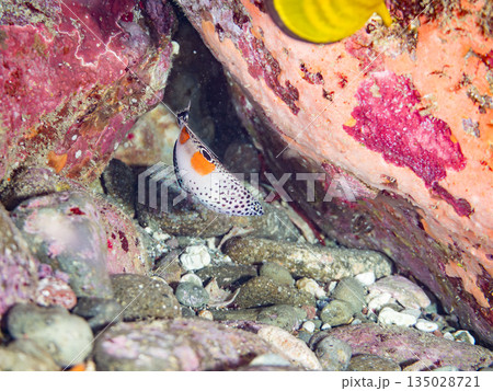 カンムリベラ幼魚他。ヒリゾ浜南伊豆町中木 静岡県伊豆半島-202 日本有数のシュノーケリングスポット カンムリベラ幼魚他。ヒリゾ浜南伊豆町中木 静岡県伊豆半島-202 日本有数のシュノーケリングスポット 135028721