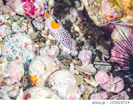 カンムリベラ幼魚他。ヒリゾ浜南伊豆町中木 静岡県伊豆半島-202 日本有数のシュノーケリングスポット カンムリベラ幼魚他。ヒリゾ浜南伊豆町中木 静岡県伊豆半島-202 日本有数のシュノーケリングスポット 135028724