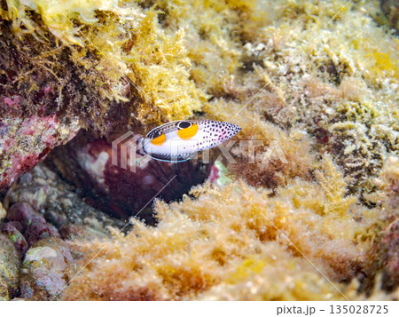 カンムリベラ幼魚他。ヒリゾ浜南伊豆町中木 静岡県伊豆半島-202 日本有数のシュノーケリングスポット 135028725
