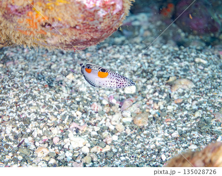 カンムリベラ幼魚他。ヒリゾ浜南伊豆町中木 静岡県伊豆半島-202 日本有数のシュノーケリングスポット 135028726