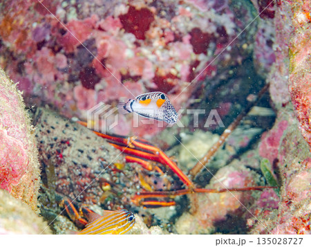 カンムリベラ幼魚他。ヒリゾ浜南伊豆町中木 静岡県伊豆半島-202 日本有数のシュノーケリングスポット 135028727