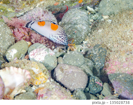 カンムリベラ幼魚他。ヒリゾ浜南伊豆町中木 静岡県伊豆半島-202 日本有数のシュノーケリングスポット 135028738