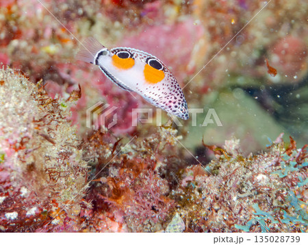 カンムリベラ幼魚他。ヒリゾ浜南伊豆町中木 静岡県伊豆半島-202 日本有数のシュノーケリングスポット 135028739