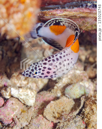 カンムリベラ幼魚他。ヒリゾ浜南伊豆町中木 静岡県伊豆半島-202 日本有数のシュノーケリングスポット 135028748