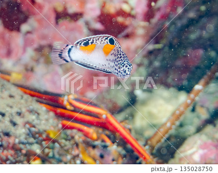 カンムリベラ幼魚他。ヒリゾ浜南伊豆町中木 静岡県伊豆半島-202 日本有数のシュノーケリングスポット 135028750