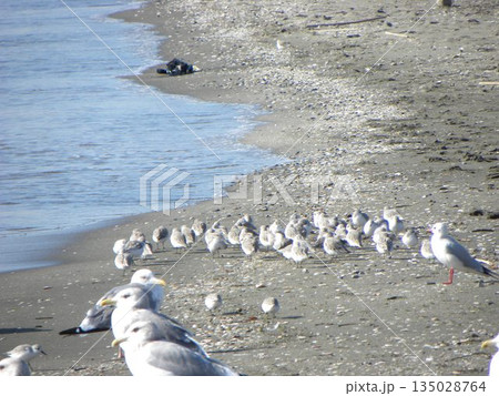 検見川浜へ来た冬の渡り鳥ユリカモメとミユビシギ 検見川浜へ来た冬の渡り鳥ユリカモメとミユビシギ 135028764