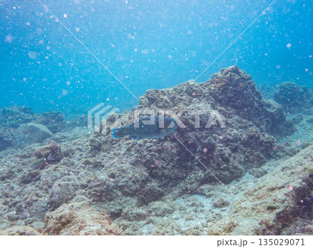 大きなアオブダイ他。ヒリゾ浜南伊豆町中木 静岡県伊豆半島-2025日本有数のシュノーケリングスポット 大きなアオブダイ他。ヒリゾ浜南伊豆町中木 静岡県伊豆半島-2025日本有数のシュノーケリングスポット 135029071