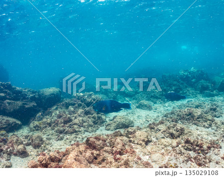 大きなアオブダイ他。ヒリゾ浜南伊豆町中木 静岡県伊豆半島-2025日本有数のシュノーケリングスポット 135029108