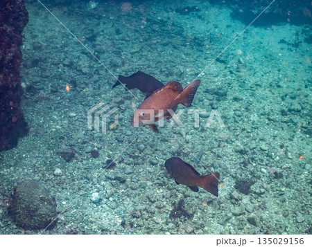 スジアラ他の群れ。ヒリゾ浜南伊豆町中木 静岡県伊豆半島-2025 日本有数のシュノーケリングスポット 135029156