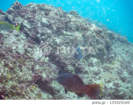 スジアラ他の群れ。ヒリゾ浜南伊豆町中木 静岡県伊豆半島-2025 日本有数のシュノーケリングスポット 135029160