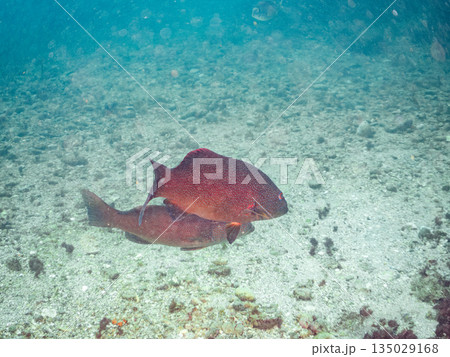 スジアラ他の群れ。ヒリゾ浜南伊豆町中木 静岡県伊豆半島-2025 日本有数のシュノーケリングスポット スジアラ他の群れ。ヒリゾ浜南伊豆町中木 静岡県伊豆半島-2025 日本有数のシュノーケリングスポット 135029168