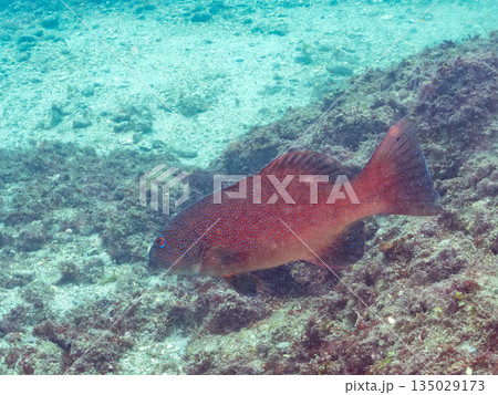 スジアラ他の群れ。ヒリゾ浜南伊豆町中木 静岡県伊豆半島-2025 日本有数のシュノーケリングスポット スジアラ他の群れ。ヒリゾ浜南伊豆町中木 静岡県伊豆半島-2025 日本有数のシュノーケリングスポット 135029173