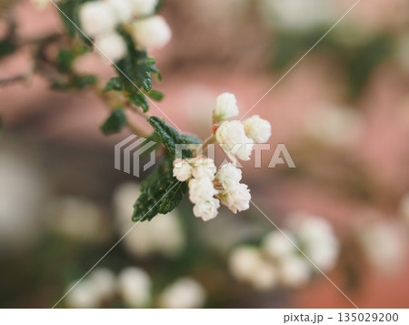 小さな花　天皇梅の花	 135029200
