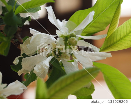 白い花　利休梅 135029206