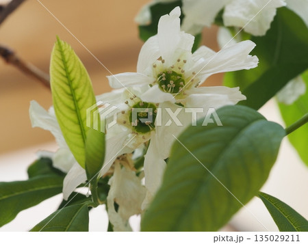 白い花 利休梅 白い花 利休梅 135029211