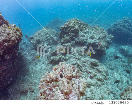 フエダイ、ホウライヒメジ、ニザダイ、メジナ他群れ。ヒリゾ浜南伊豆町中木 静岡県伊豆半島-2025 フエダイ、ホウライヒメジ、ニザダイ、メジナ他群れ。ヒリゾ浜南伊豆町中木 静岡県伊豆半島-2025 135029480