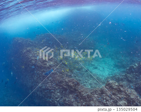 フエダイ、ホウライヒメジ、ニザダイ、メジナ他群れ。ヒリゾ浜南伊豆町中木 静岡県伊豆半島-2025 フエダイ、ホウライヒメジ、ニザダイ、メジナ他群れ。ヒリゾ浜南伊豆町中木 静岡県伊豆半島-2025 135029504