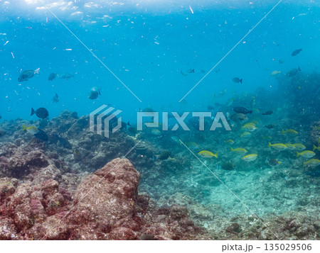 フエダイ、ホウライヒメジ、ニザダイ、メジナ他群れ。ヒリゾ浜南伊豆町中木 静岡県伊豆半島-2025 フエダイ、ホウライヒメジ、ニザダイ、メジナ他群れ。ヒリゾ浜南伊豆町中木 静岡県伊豆半島-2025 135029506