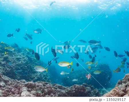 フエダイ、ホウライヒメジ、ニザダイ、メジナ他群れ。ヒリゾ浜南伊豆町中木 静岡県伊豆半島-2025 135029517