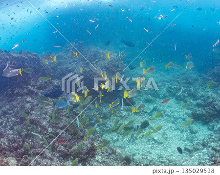 フエダイ、ホウライヒメジ、ニザダイ、メジナ他群れ。ヒリゾ浜南伊豆町中木 静岡県伊豆半島-2025 135029518