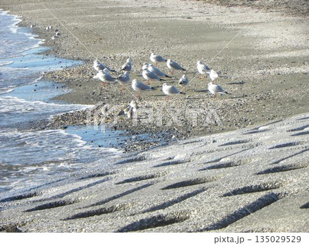 検見川浜へ来た冬の渡り鳥ユリカモメとミユビシギ 135029529
