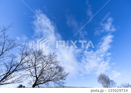 冬空と雲と木立 135029714