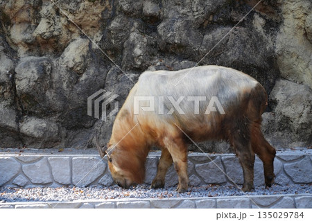 八王子祭り 135029784