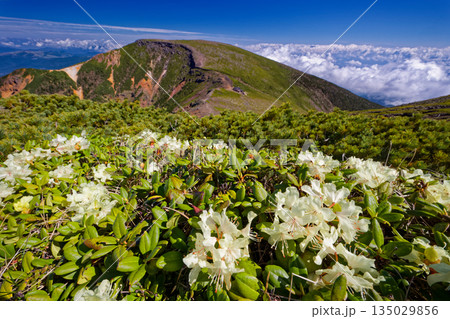 キバナシャクナゲの花と八ヶ岳連峰・硫黄岳の眺め 135029856