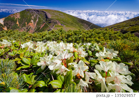 キバナシャクナゲの花と八ヶ岳連峰・硫黄岳の眺め キバナシャクナゲの花と八ヶ岳連峰・硫黄岳の眺め 135029857