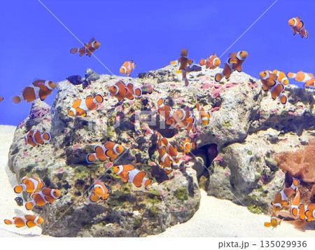 カクレクマノミ　clownfish 135029936