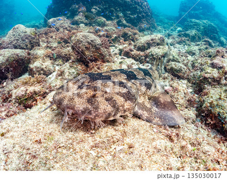 底生のサメ、オオセ（テンジクザメ目）他。ヒリゾ浜南伊豆町中木 静岡県伊豆半島-2025 日本有数 135030017