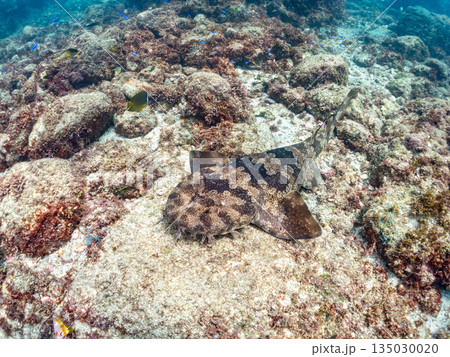 底生のサメ、オオセ(テンジクザメ目)他。ヒリゾ浜南伊豆町中木 静岡県伊豆半島-2025 日本有数 底生のサメ、オオセ(テンジクザメ目)他。ヒリゾ浜南伊豆町中木 静岡県伊豆半島-2025 日本有数 135030020