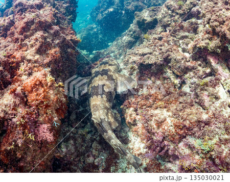 底生のサメ、オオセ（テンジクザメ目）他。ヒリゾ浜南伊豆町中木 静岡県伊豆半島-2025 日本有数 135030021