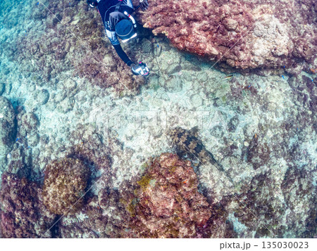 底生のサメ、オオセ(テンジクザメ目)他。ヒリゾ浜南伊豆町中木 静岡県伊豆半島-2025 日本有数 底生のサメ、オオセ(テンジクザメ目)他。ヒリゾ浜南伊豆町中木 静岡県伊豆半島-2025 日本有数 135030023
