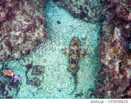 底生のサメ、オオセ（テンジクザメ目）他。ヒリゾ浜南伊豆町中木 静岡県伊豆半島-2025 日本有数 135030028